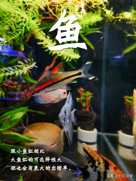 魚缸 魚數量|一個魚缸養多少魚合適，從風水學及科學的角度來告訴你！